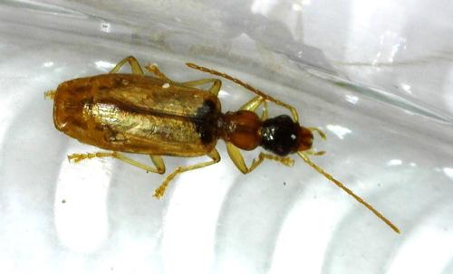 Réf. 356 905 : Demetrias atricapillus
